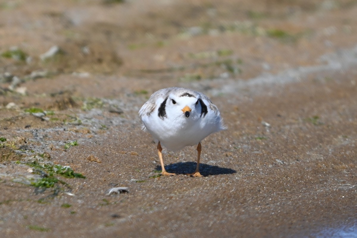 Piping Plover - ML620113712