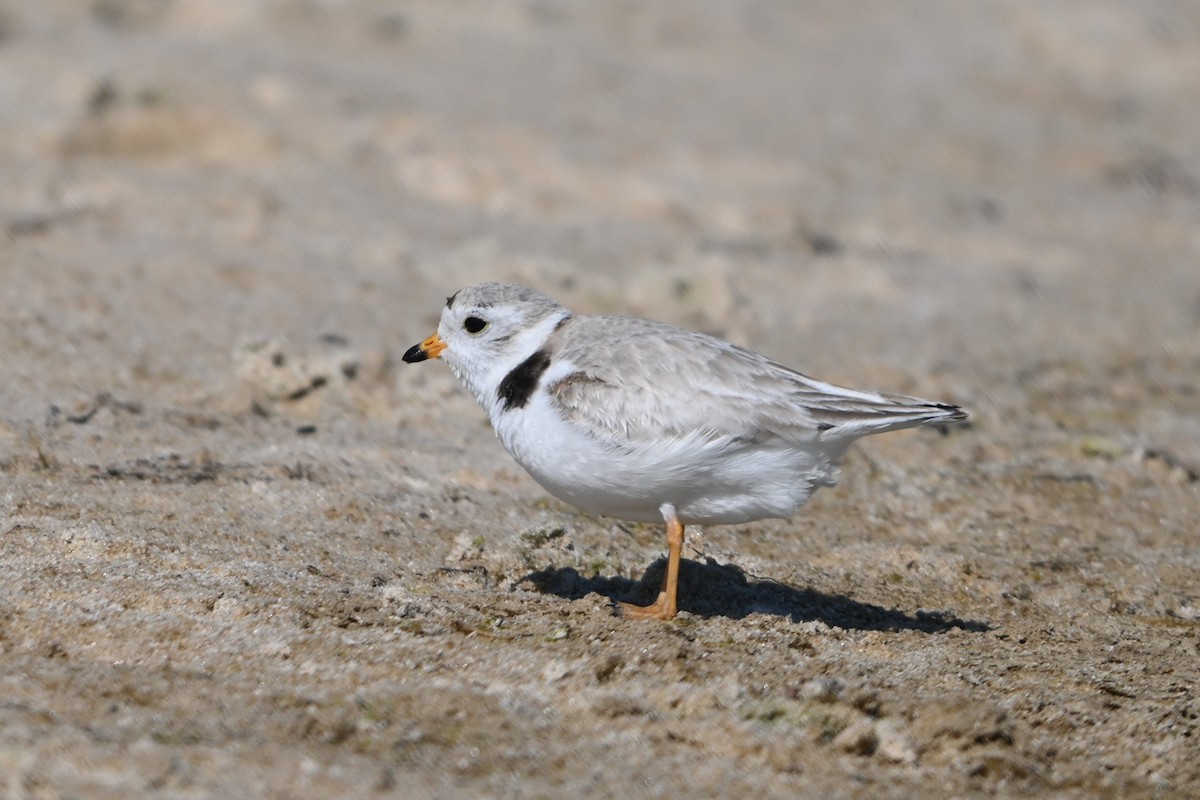 Piping Plover - ML620113718