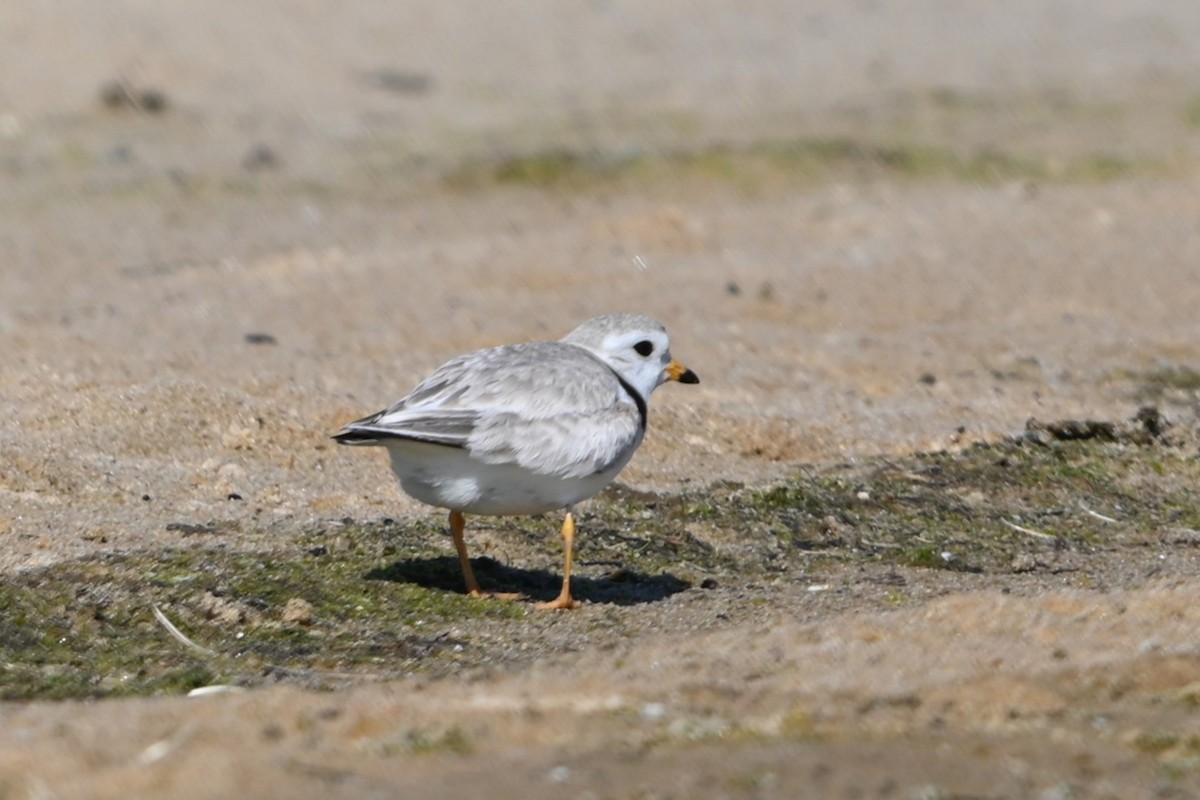 Piping Plover - ML620113719
