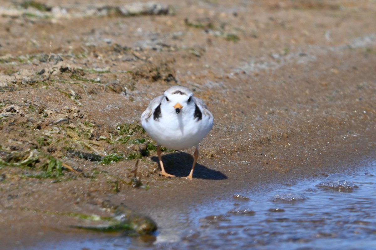 Piping Plover - ML620113720