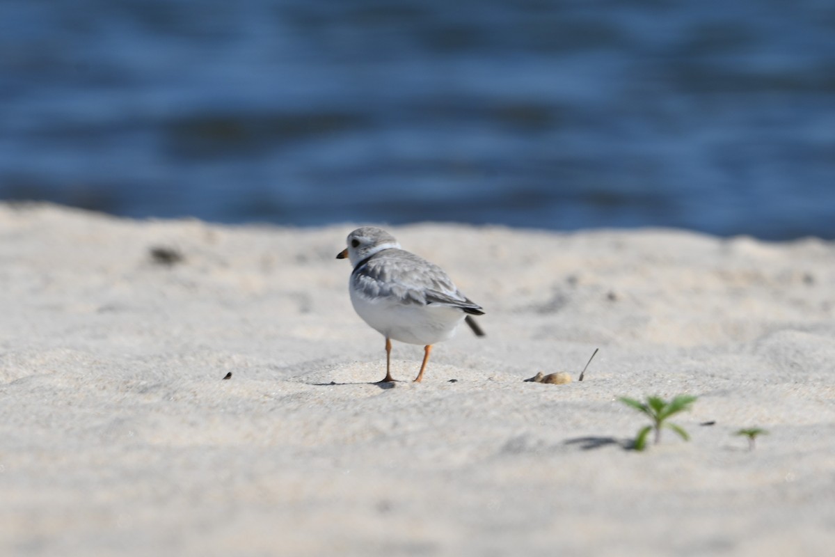 Piping Plover - ML620113721