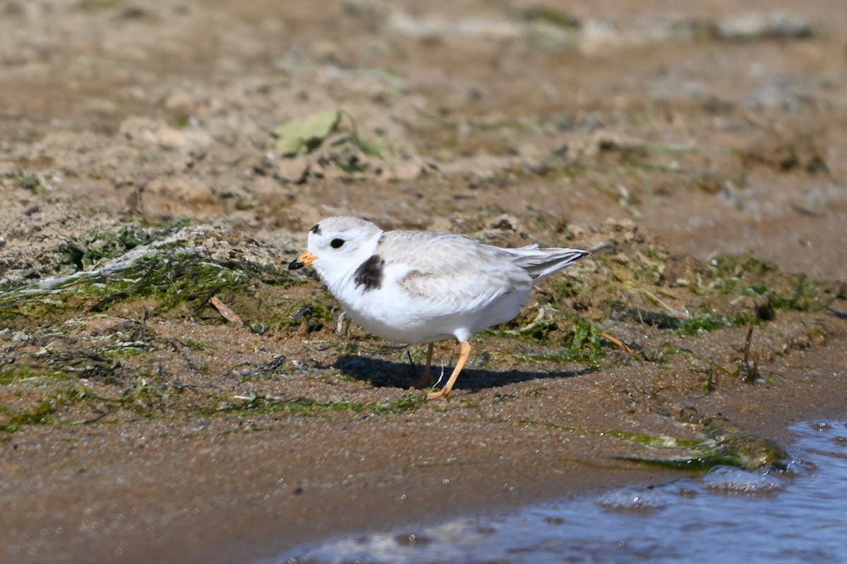 Piping Plover - ML620113723