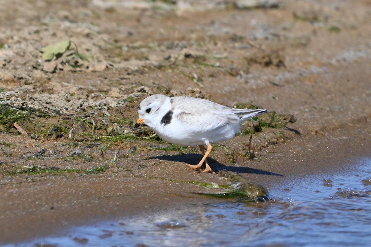 Piping Plover - ML620113724