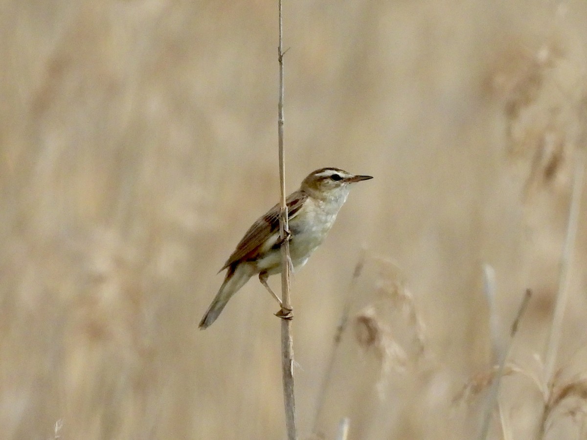 Sedge Warbler - ML620113727