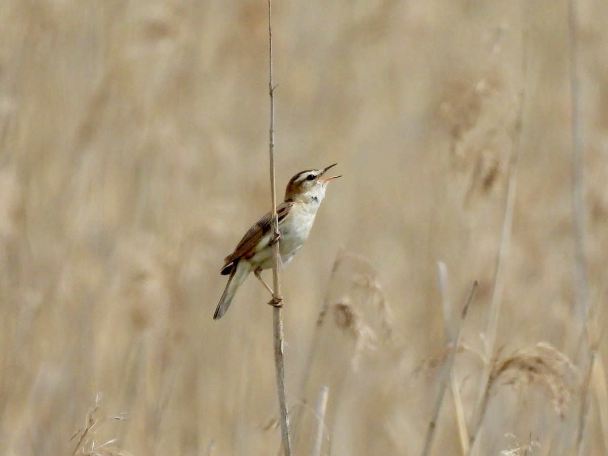 Sedge Warbler - ML620113728