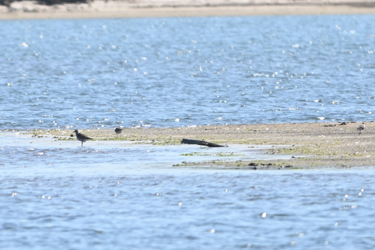 Black-bellied Plover - Robert G. Buckert