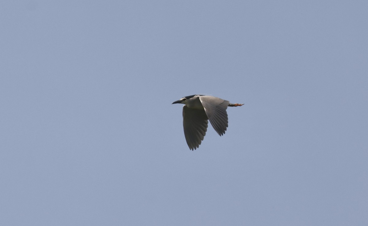 Black-crowned Night Heron - ML620113749