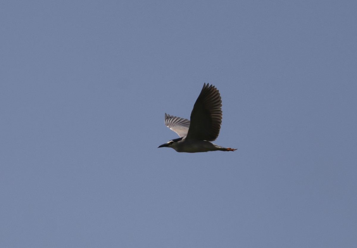 Black-crowned Night Heron - ML620113750