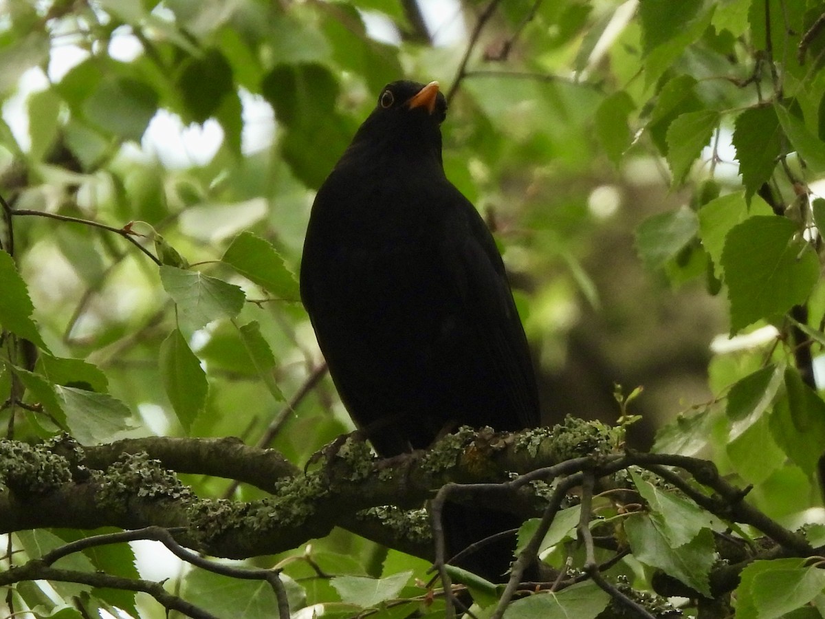 Eurasian Blackbird - ML620113752