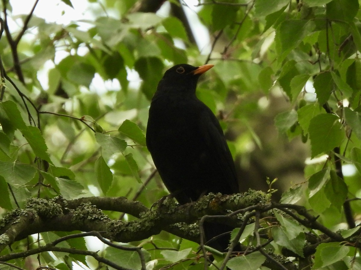 Eurasian Blackbird - ML620113753