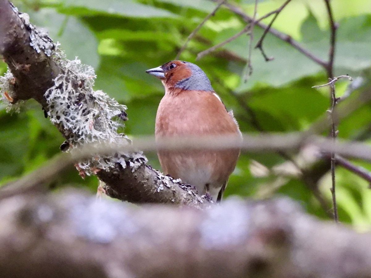 Common Chaffinch - ML620113757