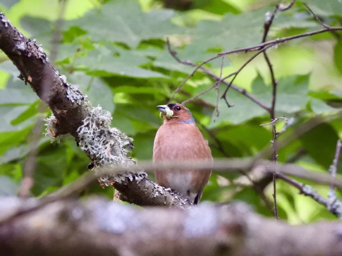 Common Chaffinch - ML620113758