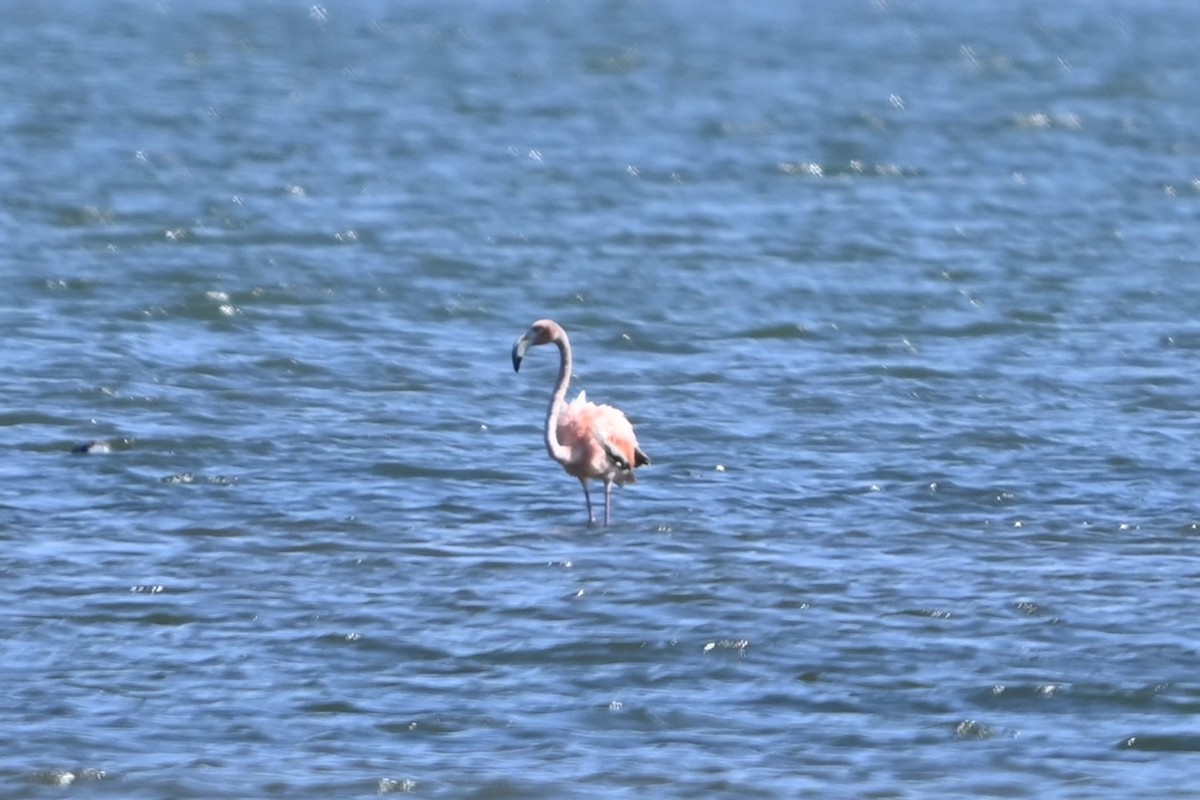 American Flamingo - ML620113767