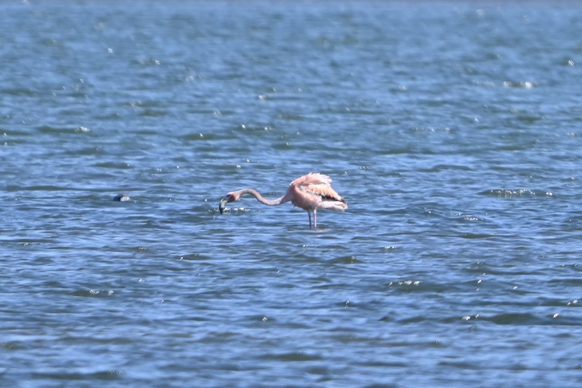 American Flamingo - ML620113768