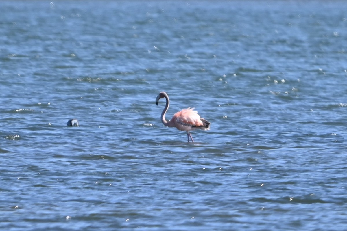 American Flamingo - ML620113769