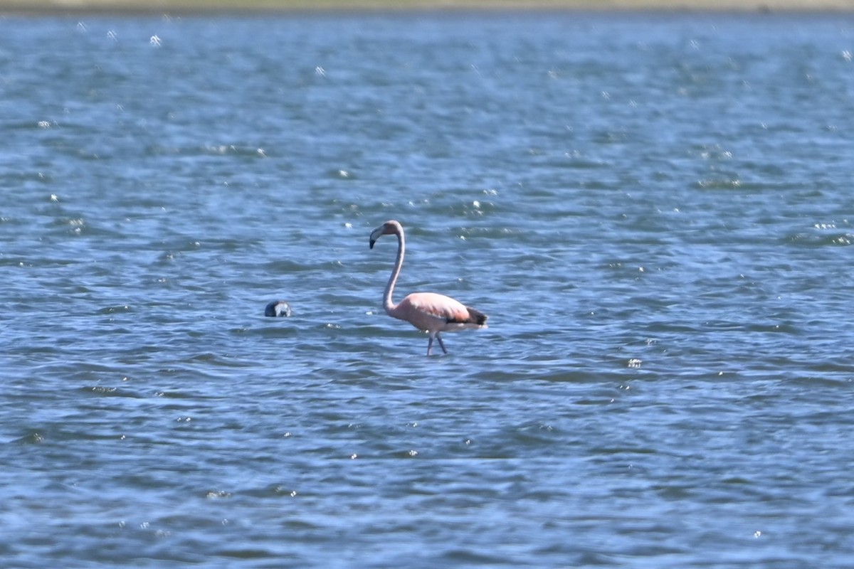American Flamingo - ML620113770