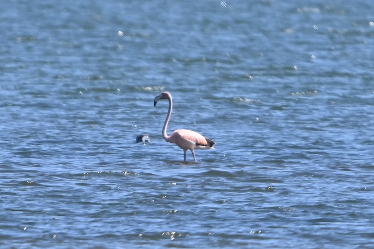 American Flamingo - ML620113771