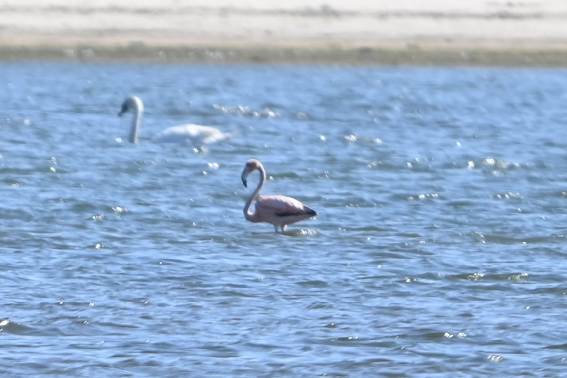 American Flamingo - ML620113775
