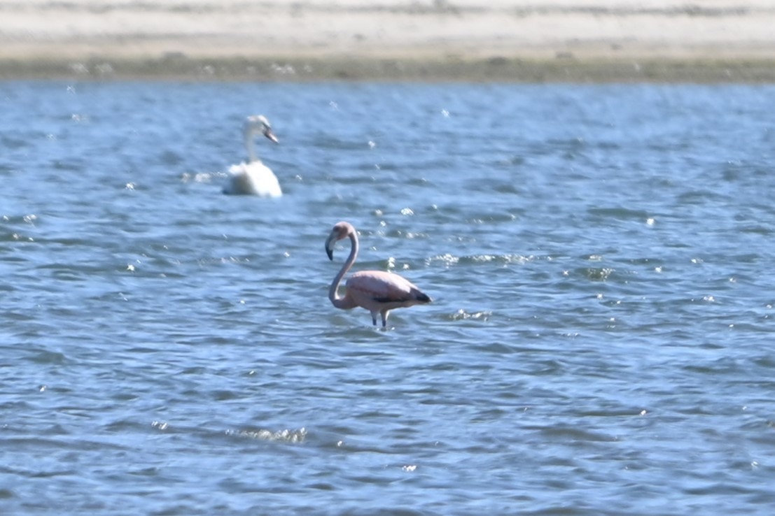 American Flamingo - ML620113777