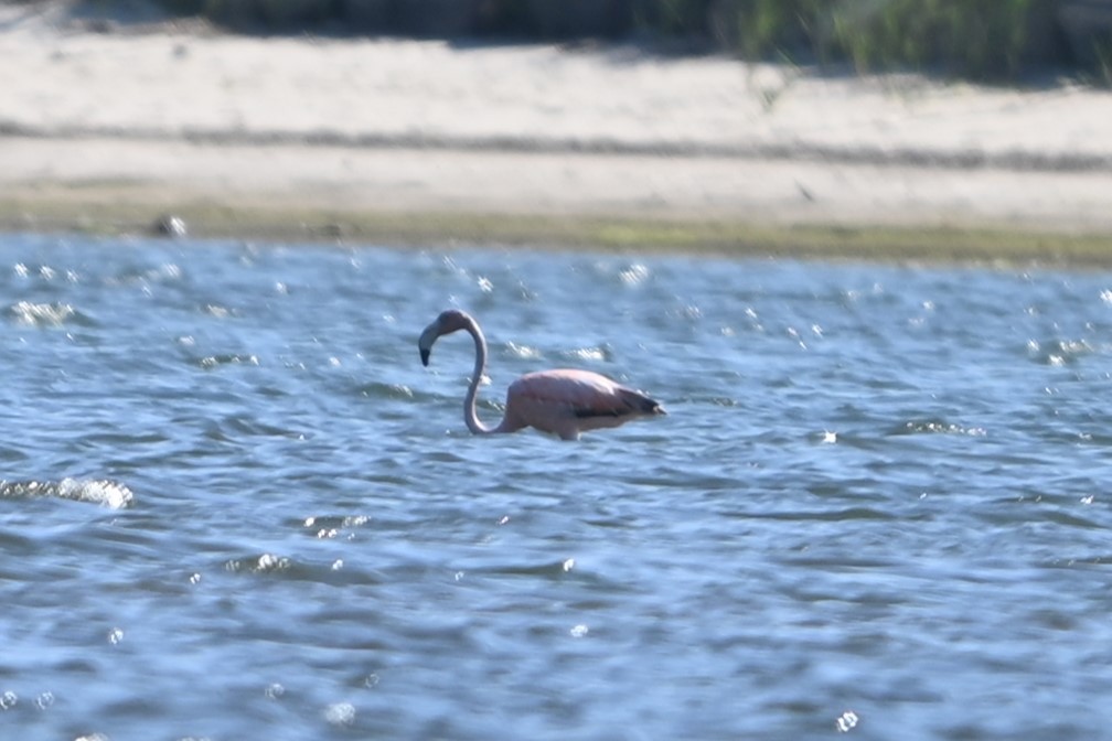 American Flamingo - ML620113779
