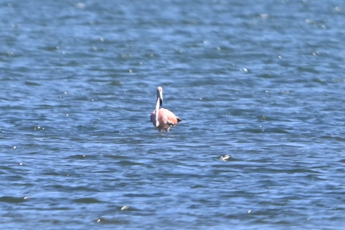 American Flamingo - ML620113781