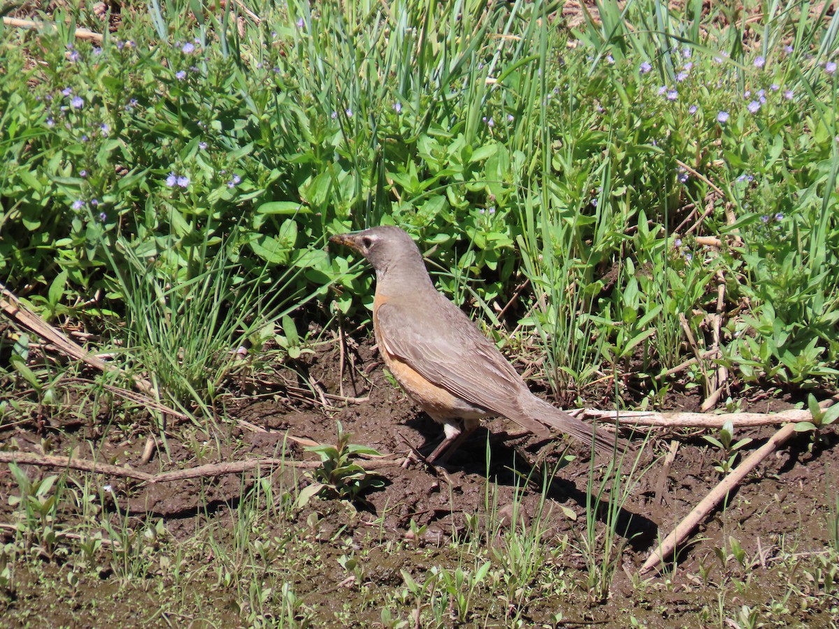 American Robin - ML620113782