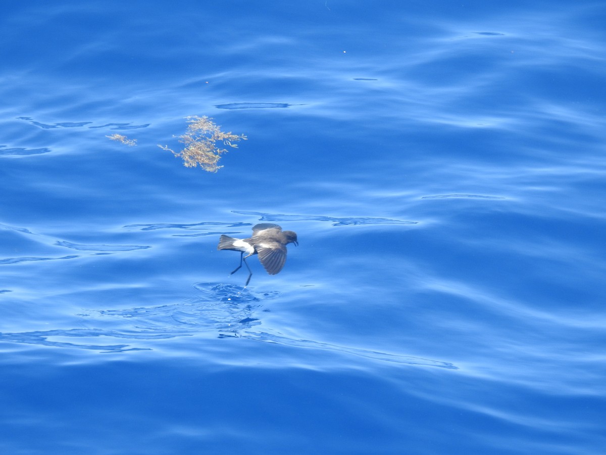 黃蹼洋海燕 - ML620113786