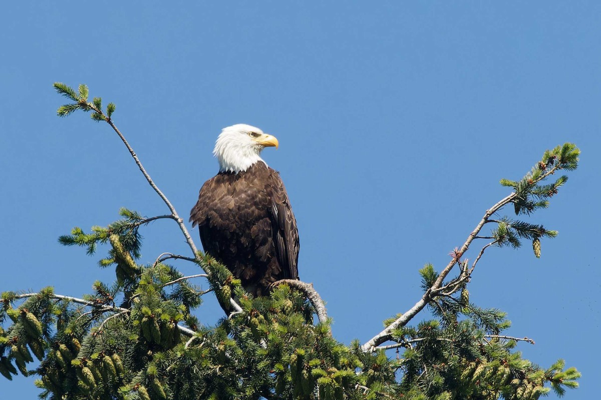 Bald Eagle - ML620113787