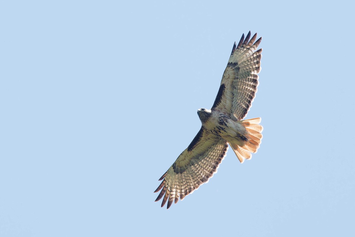 Red-tailed Hawk - ML620113793