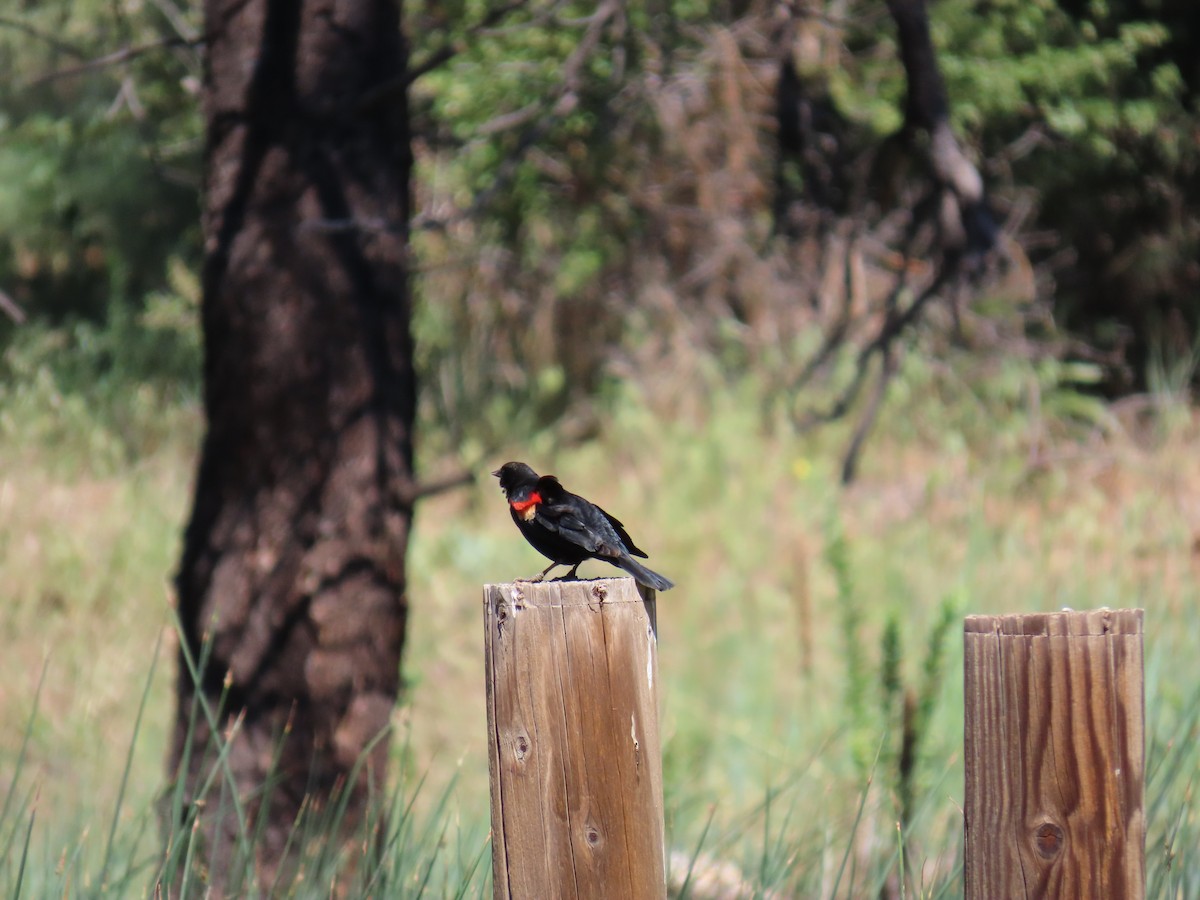 Red-winged Blackbird - ML620113799