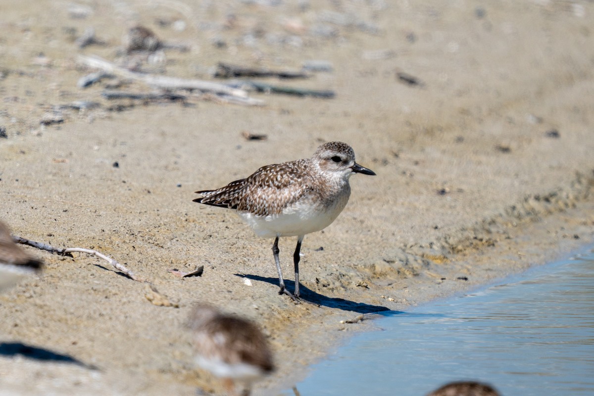 Black-bellied Plover - ML620113811