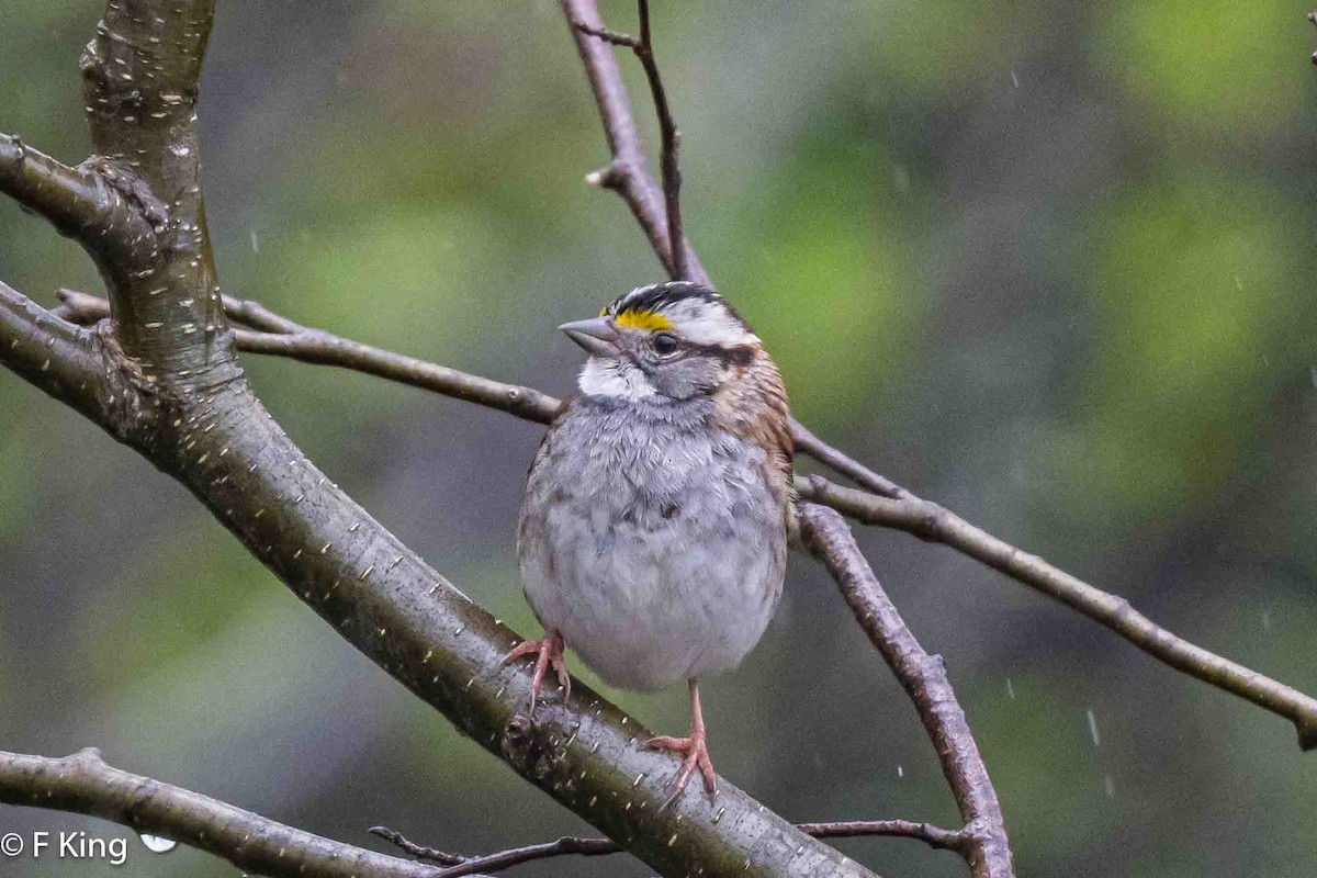 White-throated Sparrow - ML620113819