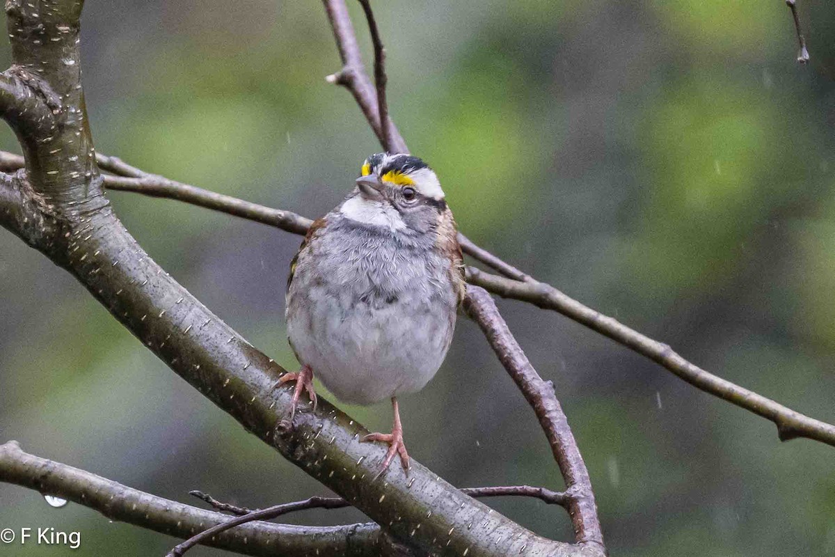 White-throated Sparrow - ML620113821