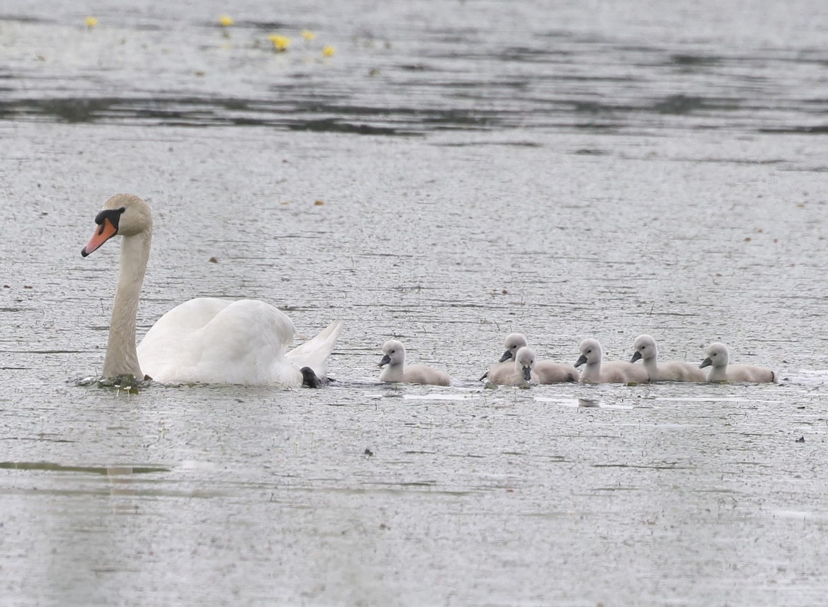 Mute Swan - ML620113822