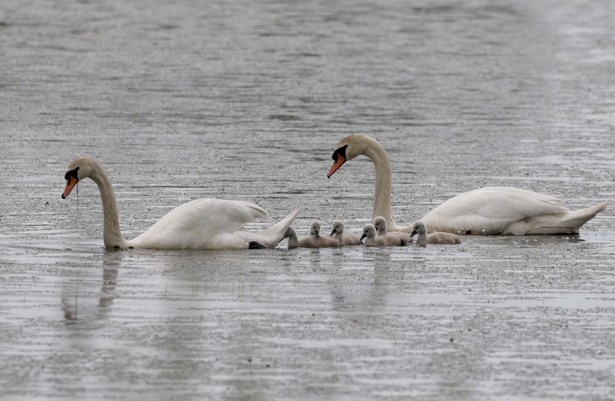 Cygne tuberculé - ML620113824