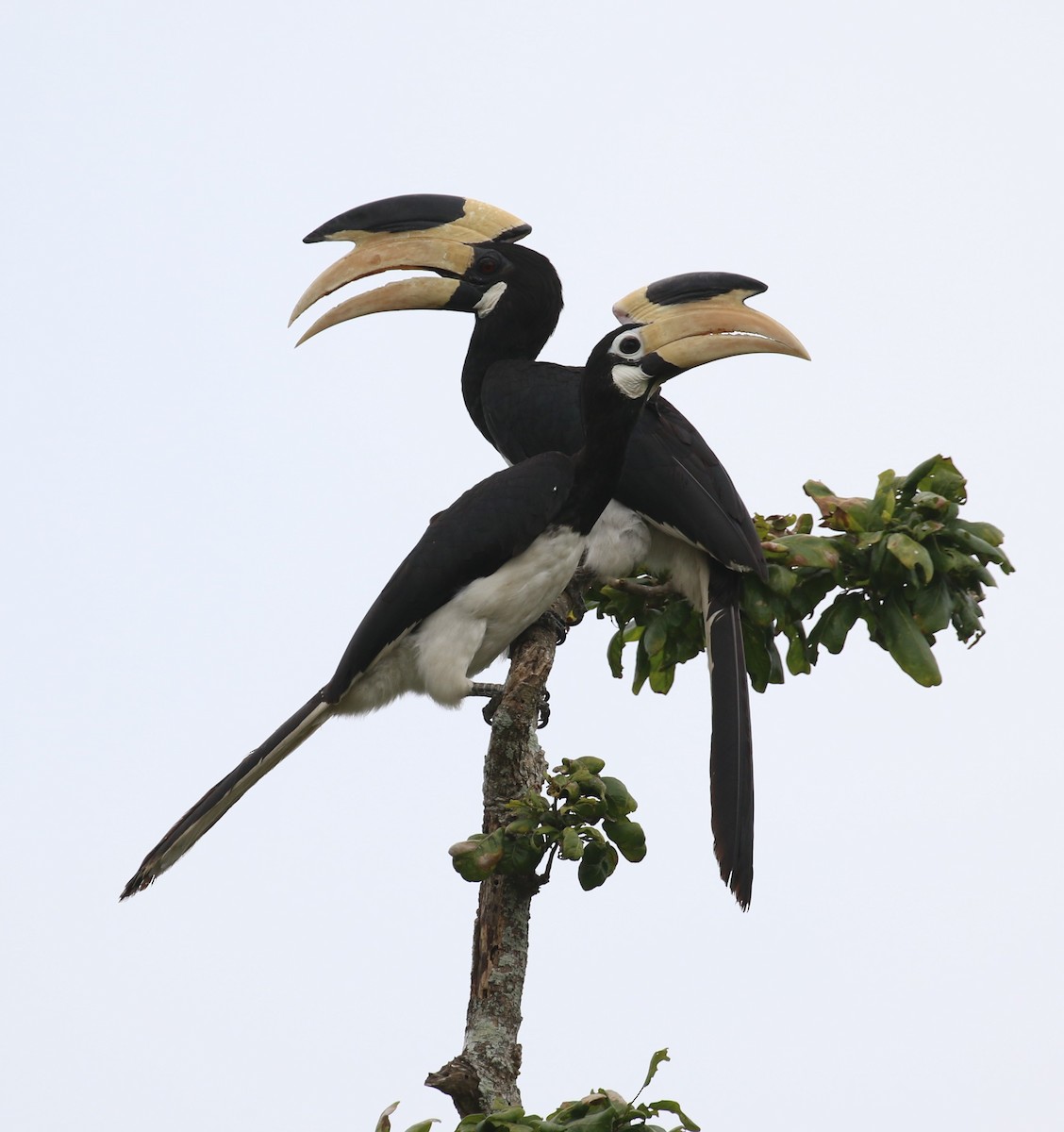 Malabar Pied-Hornbill - ML620113825