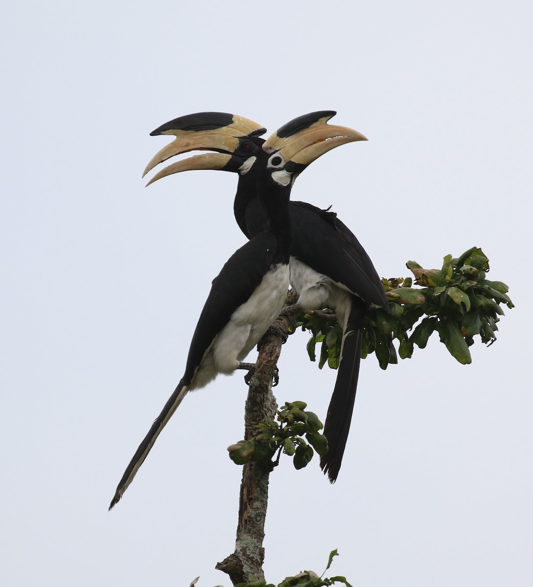 Malabar Pied-Hornbill - ML620113826