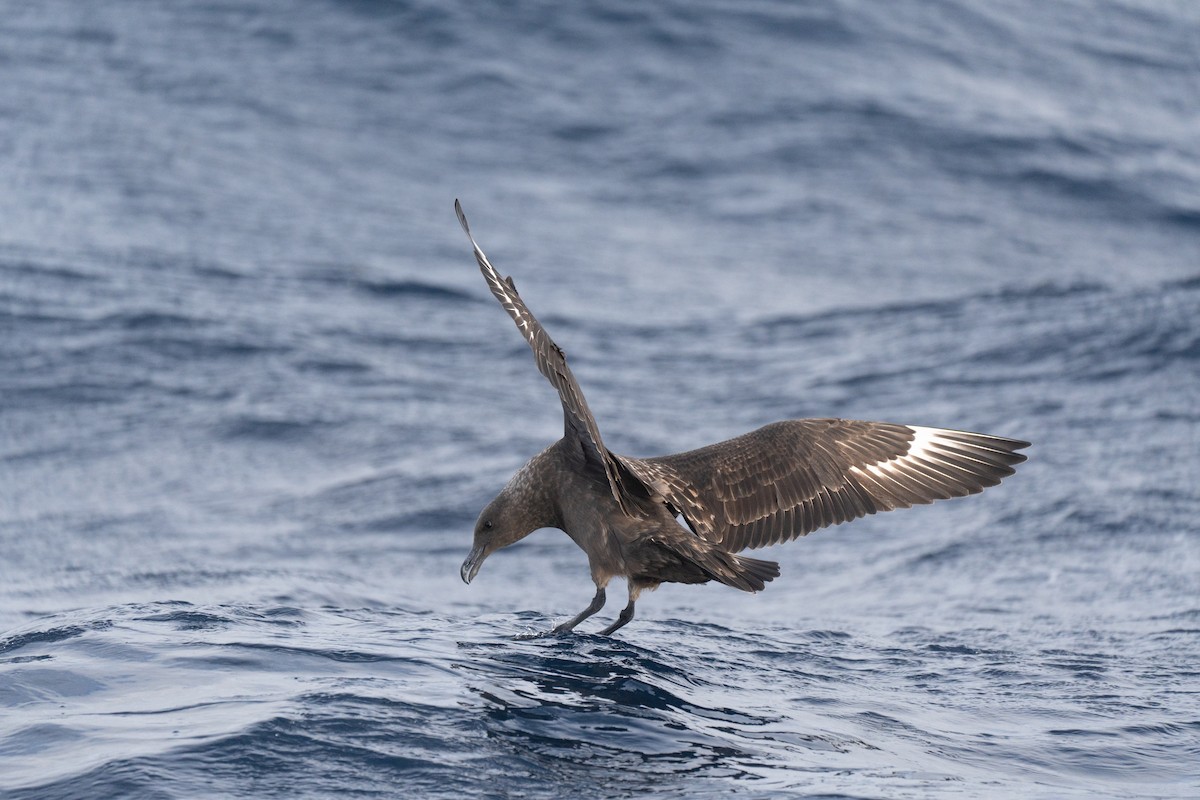 Brown Skua - ML620113829