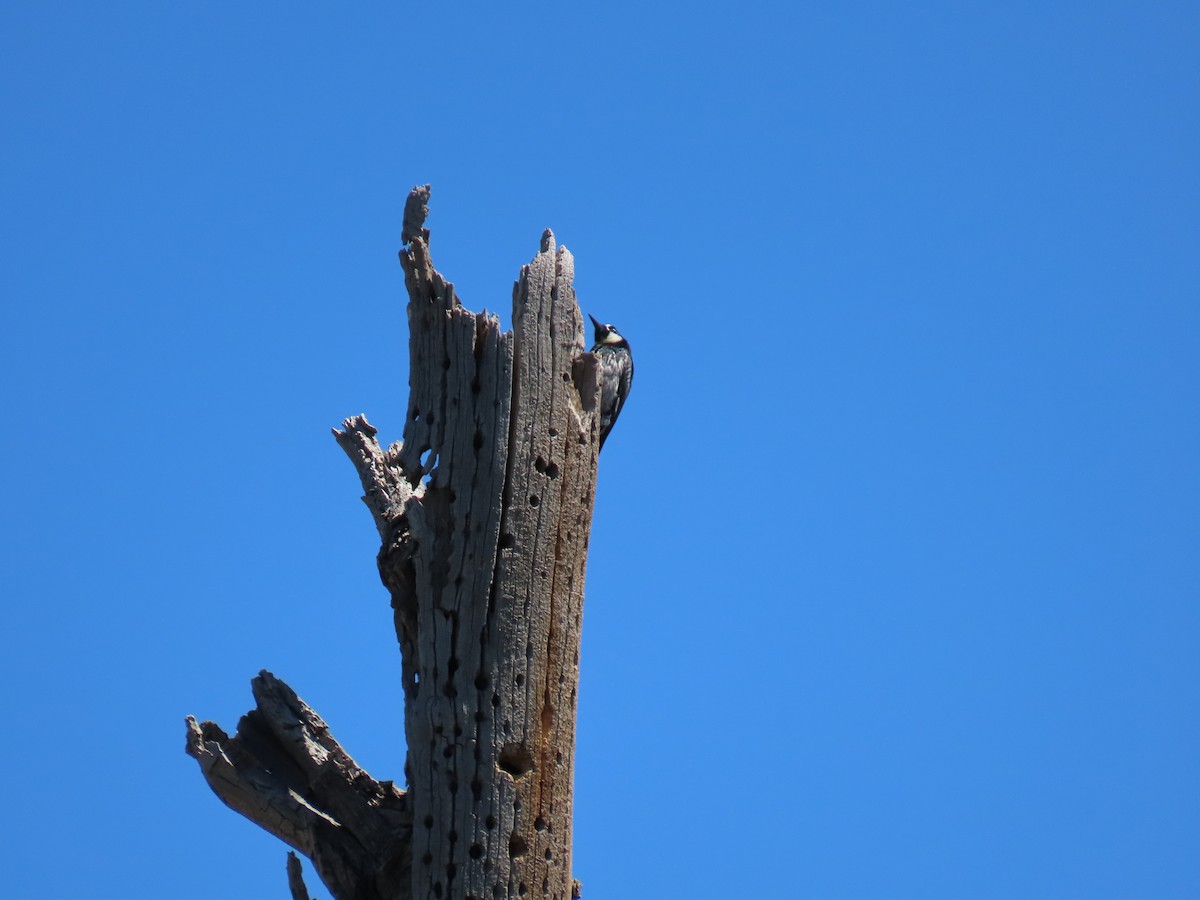 Acorn Woodpecker - ML620113831