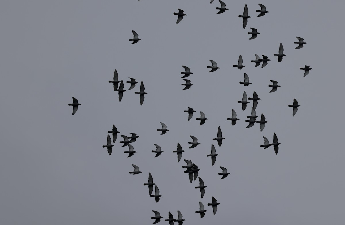 Rock Pigeon (Feral Pigeon) - ML620113844