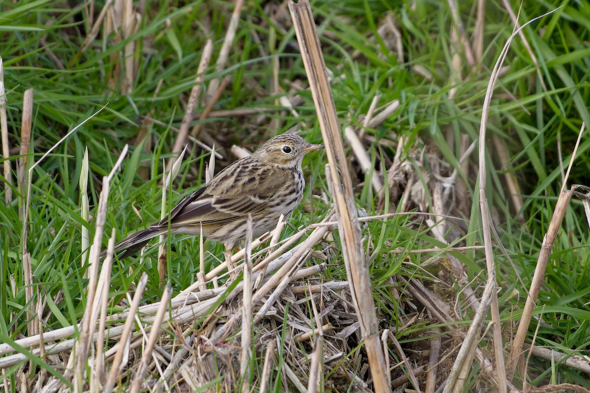 Meadow Pipit - ML620113854