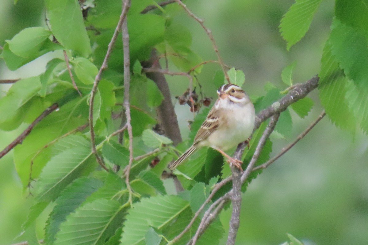 Clay-colored Sparrow - ML620113855