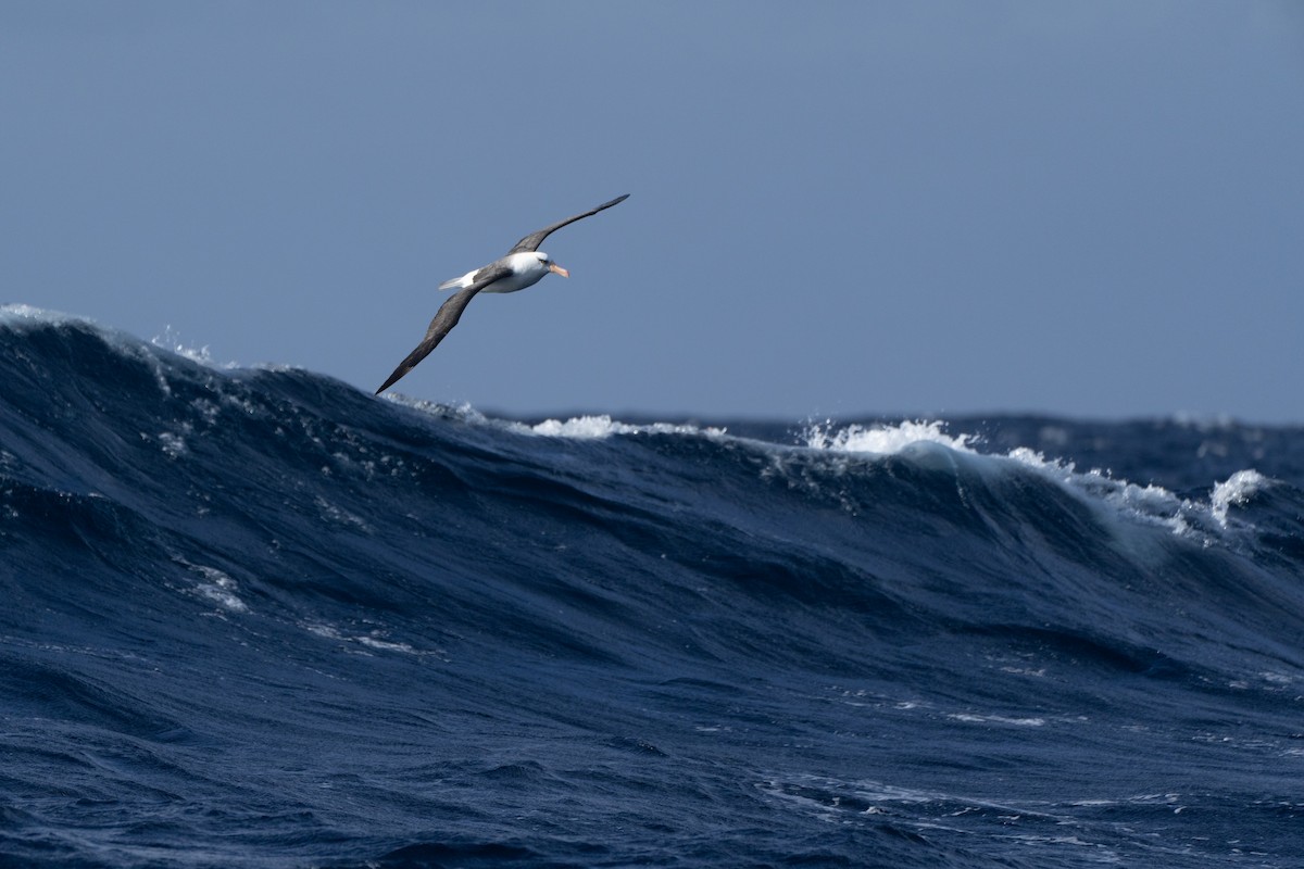 Kara Kaşlı Albatros (impavida) - ML620113864