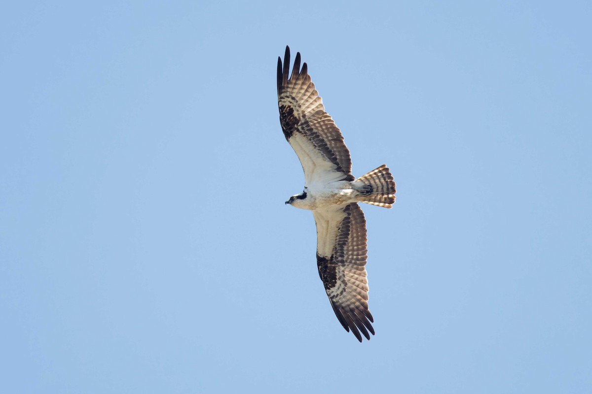 Águila Pescadora - ML620113895