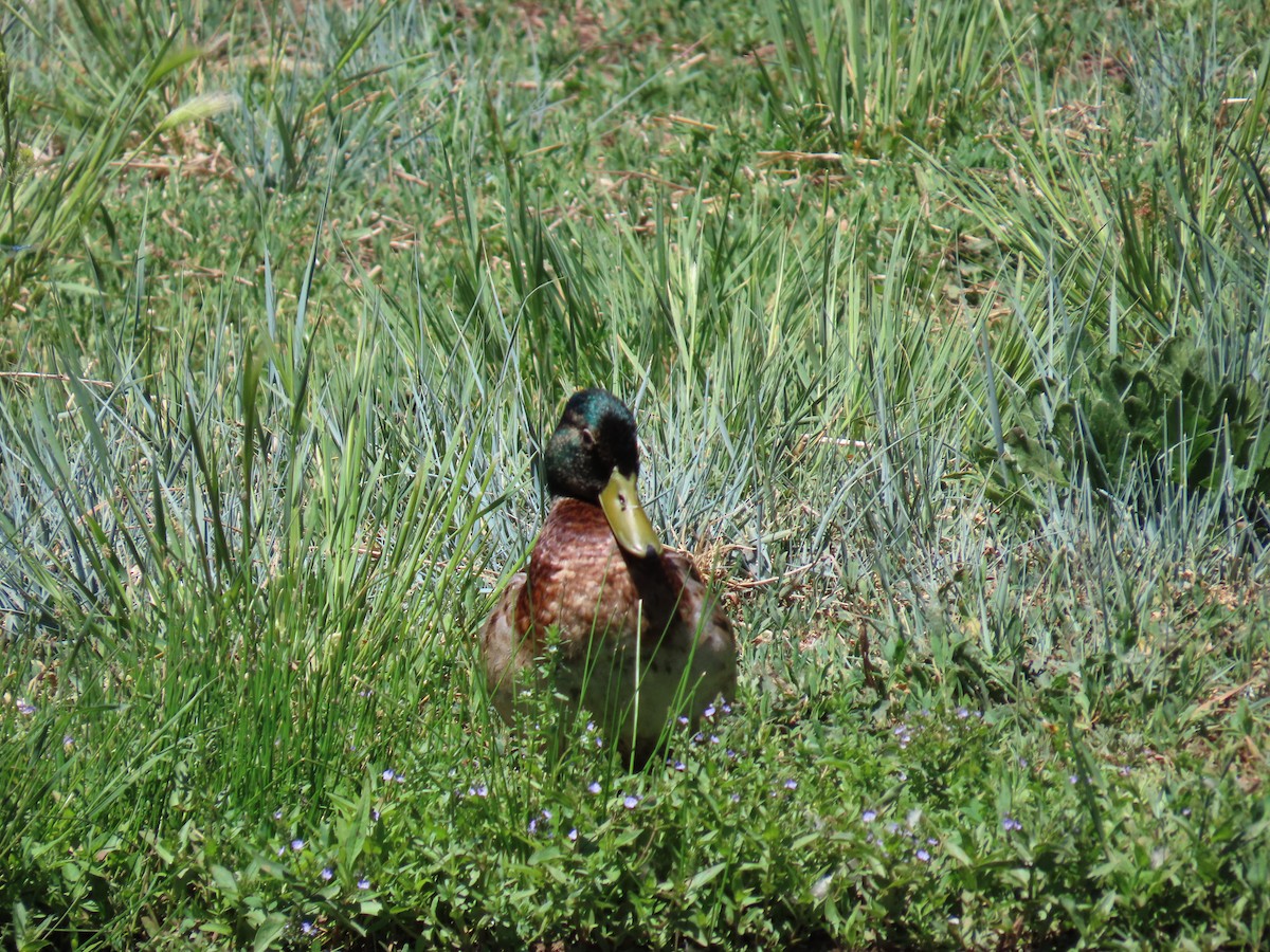 Canard colvert - ML620113897