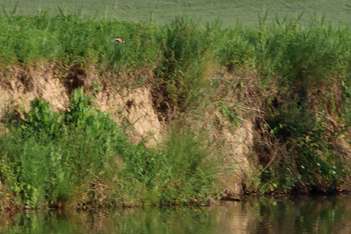 European Bee-eater - ML620113903