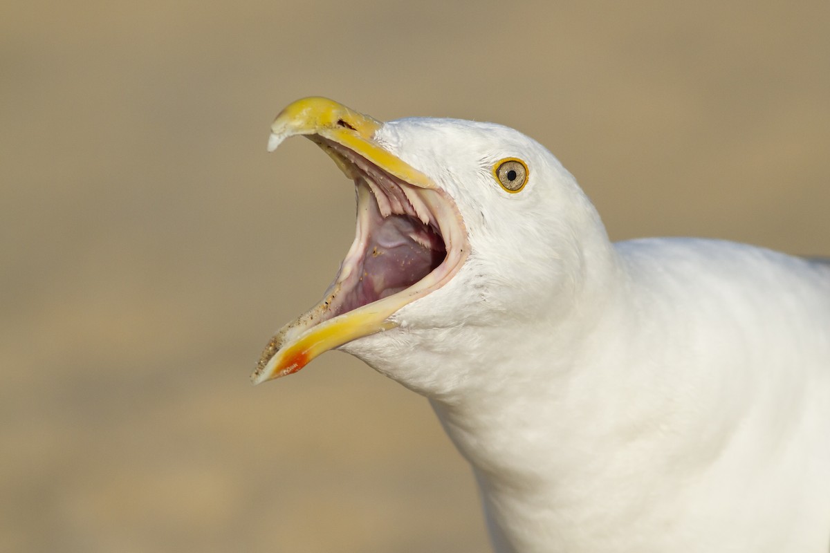 Gaviota Argéntea - ML620113909