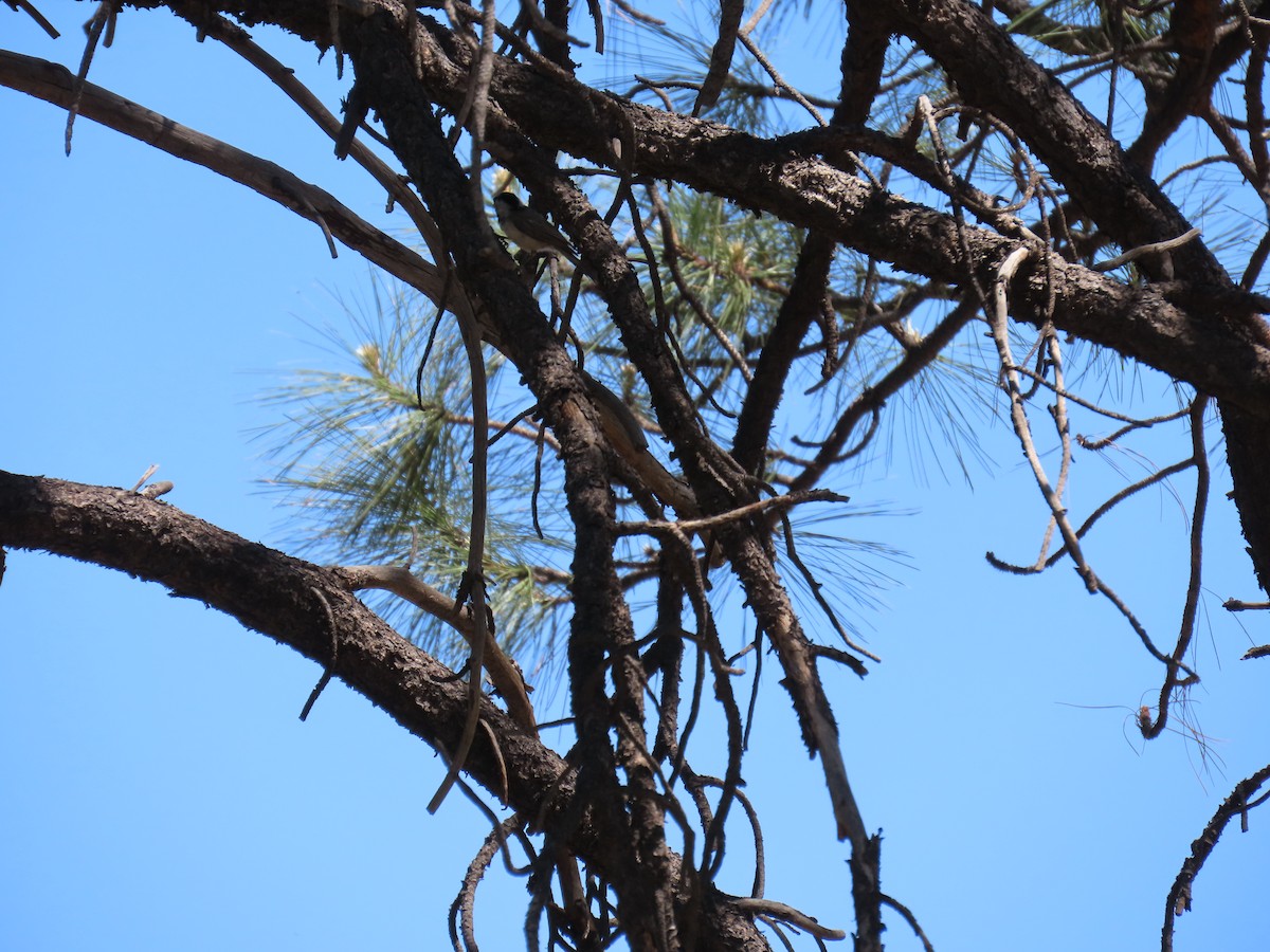 Mountain Chickadee - ML620113914