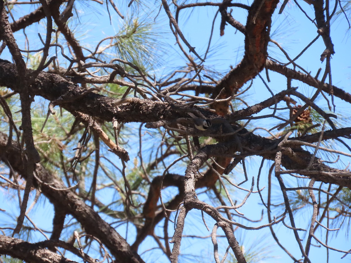 Mountain Chickadee - ML620113926