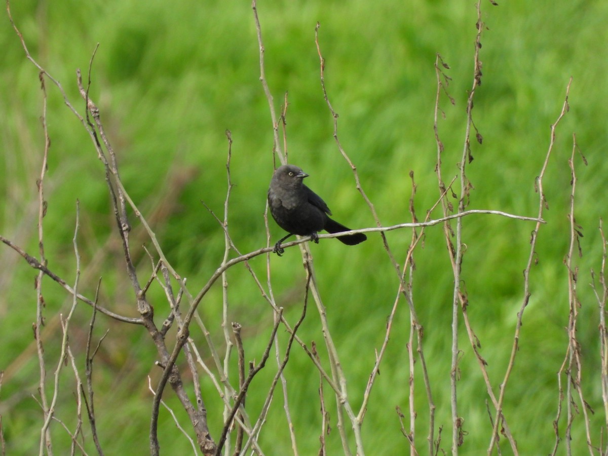 Brewer's Blackbird - ML620113928